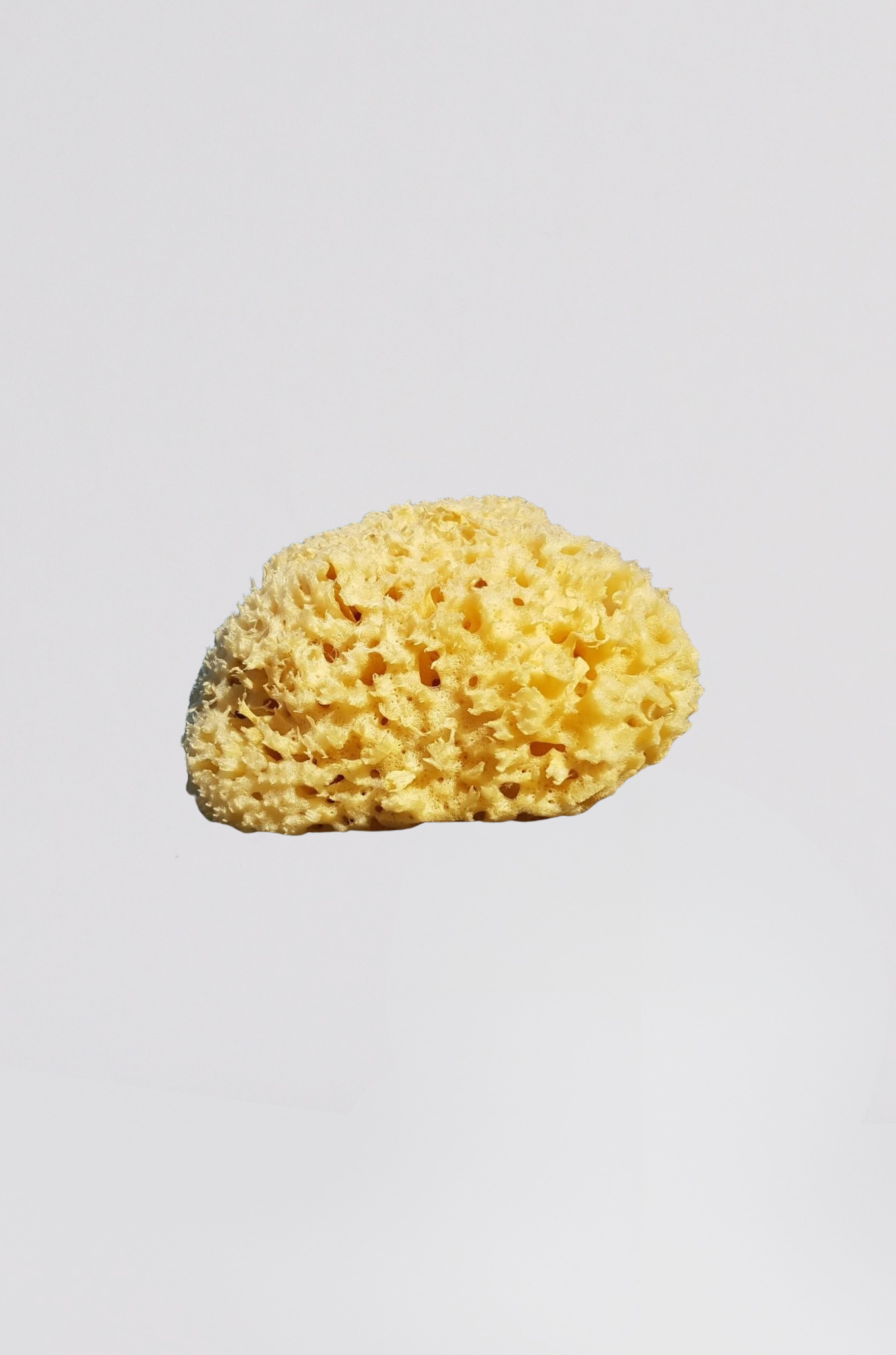 eponge vegetale 8cm (4) - Photo 1